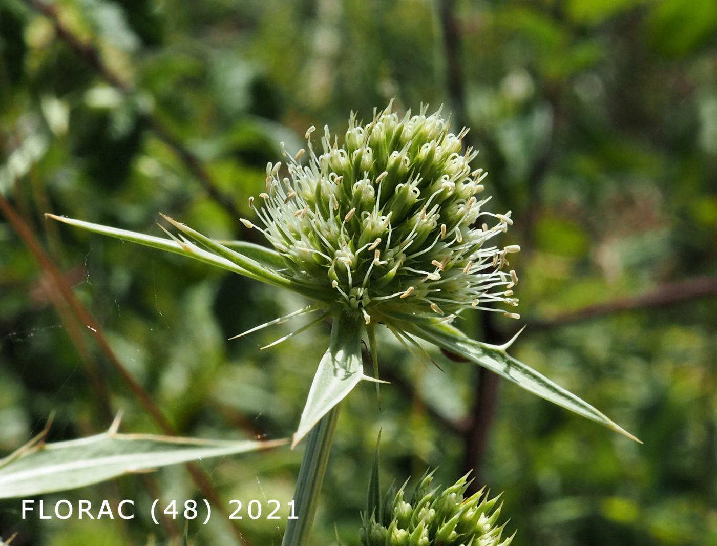 Eryngo, Field flower